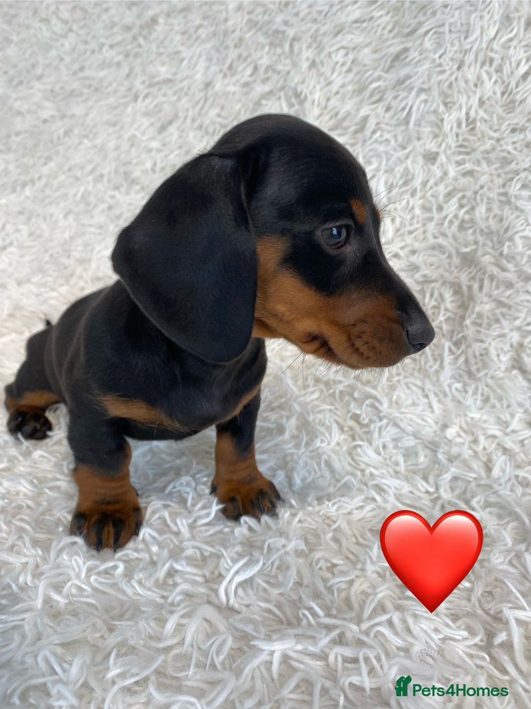 Miniature Dachshund dogs for sale: Miniature duscuhund  - Image 18