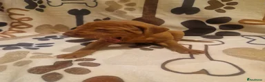Hungarian Vizsla Puppy6 YELLOW #SOLD