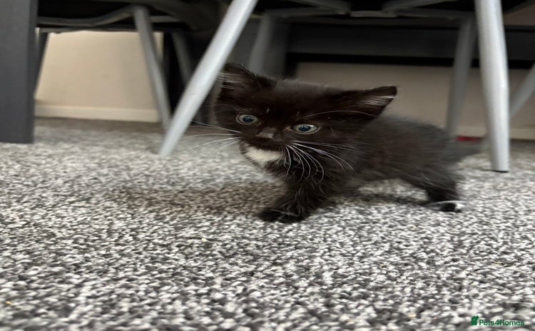 Domestic Shorthair cats - Advert 1