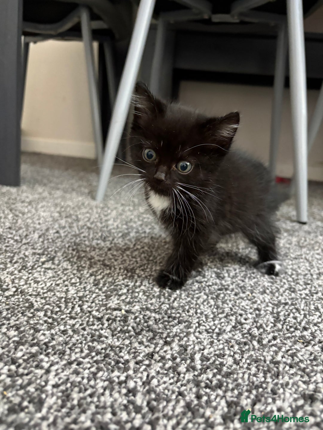 Domestic Shorthair cats for sale: 2 kittens looking forever home  - Image 1