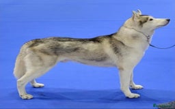 Siberian Husky dogs for sale: Kc reg Siberian husky puppies  - Image 7