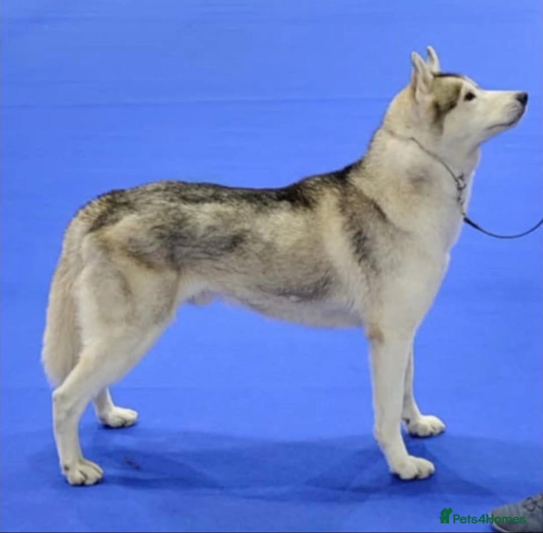 Siberian Husky dogs for sale: Kc reg Siberian husky puppies  - Image 7