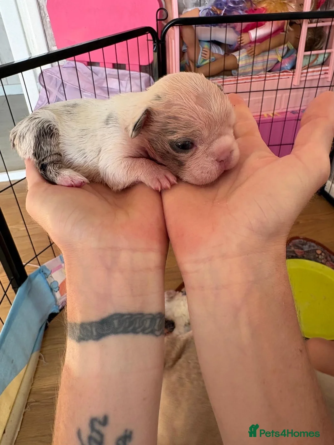 French Bulldog dogs for sale: 3 French bulldogs for sale! £2000 ONO in London - Advert 5
