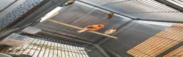 Mixed Breed birds for sale: Siberian goldfinch & canary  - Advert 5