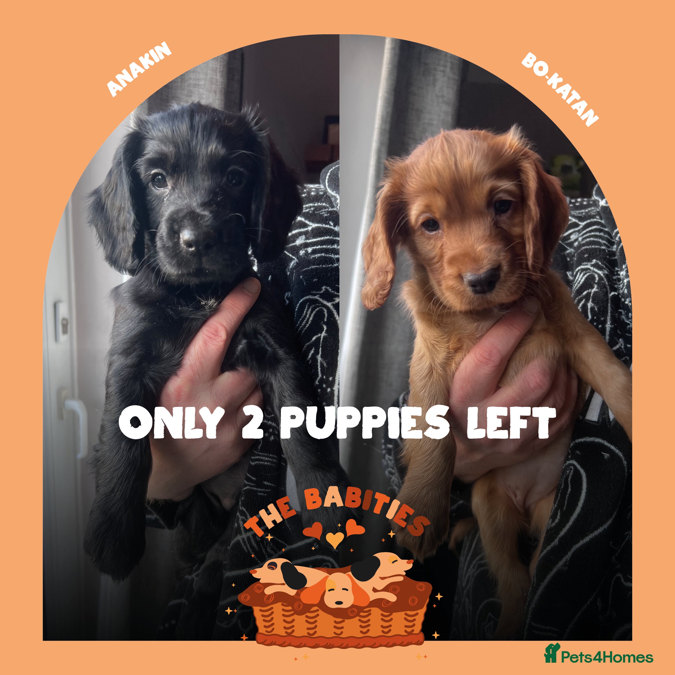 Cocker Spaniel dogs Working Cocker Spaniels Puppies for sale  - Advert 1
