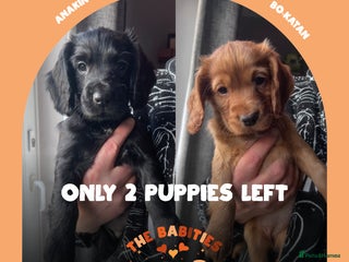 Cocker Spaniel dogs Working Cocker Spaniels Puppies for sale - Advert 1