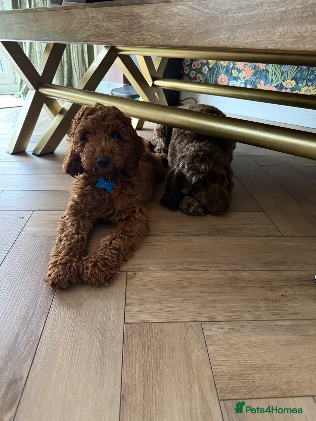Cockapoo dogs for sale: Handsome 1 year old cockapoo Elvis 💙 - Advert 4