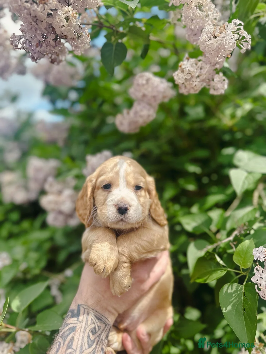 Cocker Spaniel dogs for sale: PRICE DROP KC registered working cocker spaniel - Advert 2