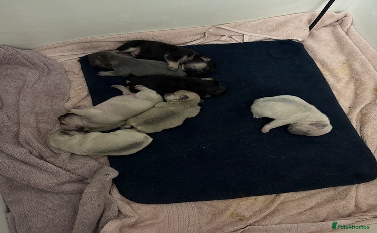 French Bulldog dogs - Advert 2