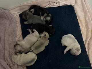 French Bulldog dogs - Advert 2