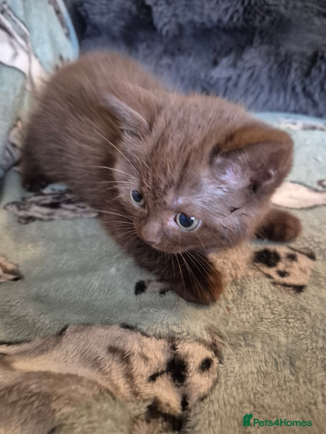 Selkirk Rex cats for sale: Pedigree selkirk rex girls non curly - Advert 22