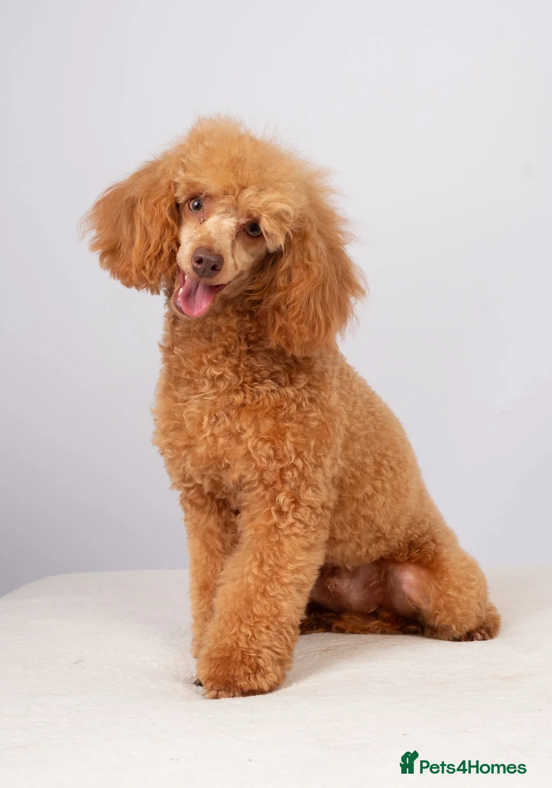 Toy Poodle dogs for stud: KC REG RED EXTENSIVELY HEALTH TESTED POODLE STUD  - Advert 2