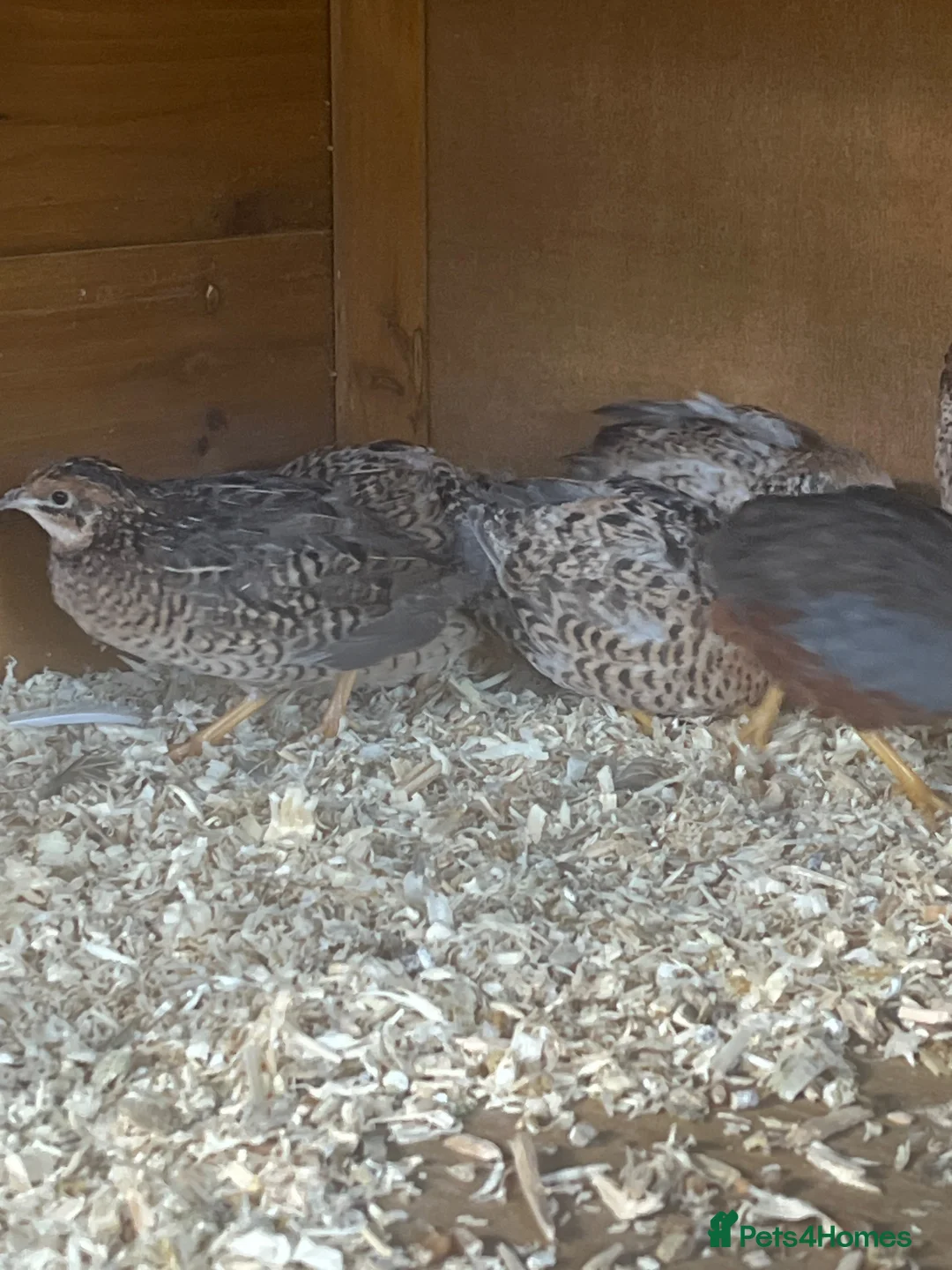 Quail poultry for sale: Chinese button quail  - Advert 2