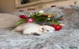 Scottish Fold cats for sale: *LUXURY SCOTTISH FOLD & 1 STRAIGHT KITTENS* - Advert 15