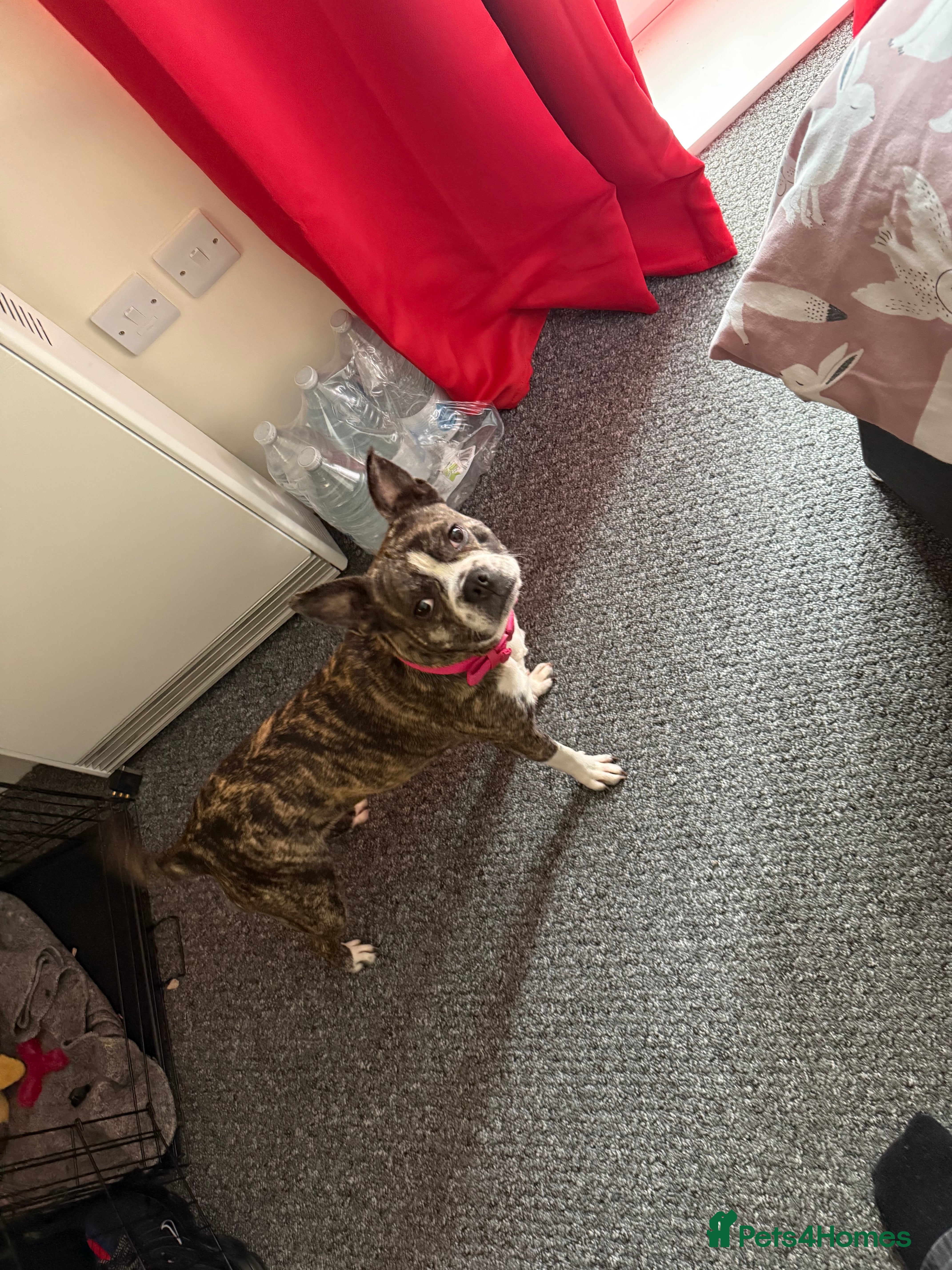 Mixed Breed dogs Boston terrier cross  - Advert 1