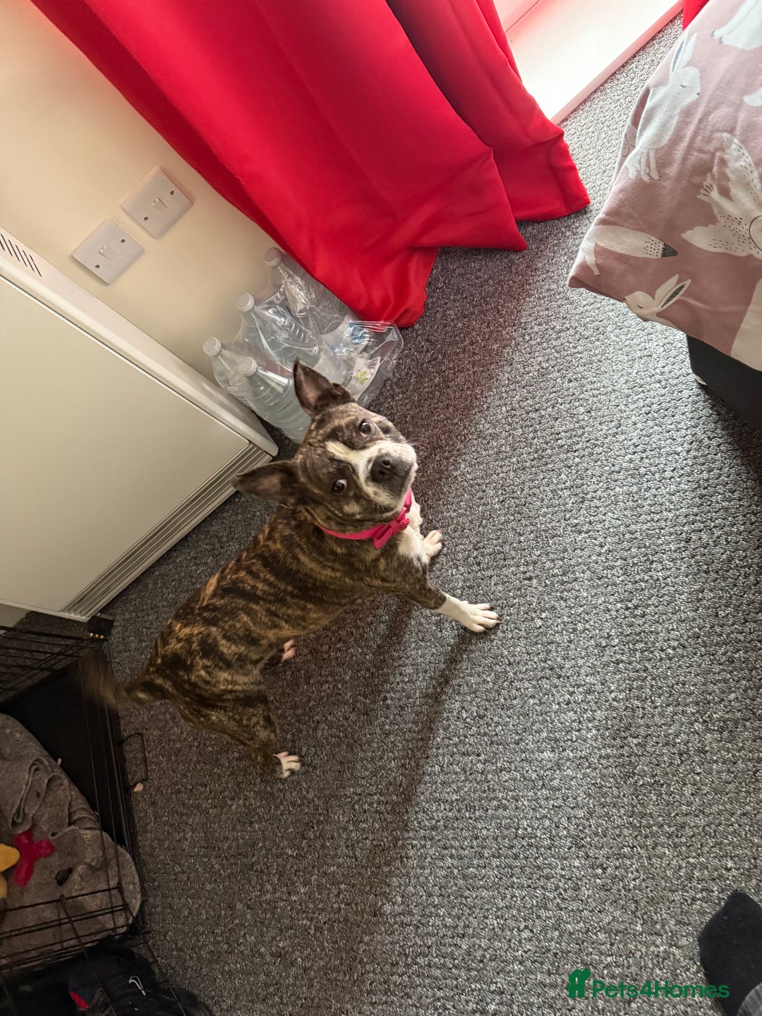 Mixed Breed dogs for sale: Boston terrier cross  - Advert 1