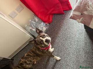 Mixed Breed dogs Boston terrier cross - Advert 15