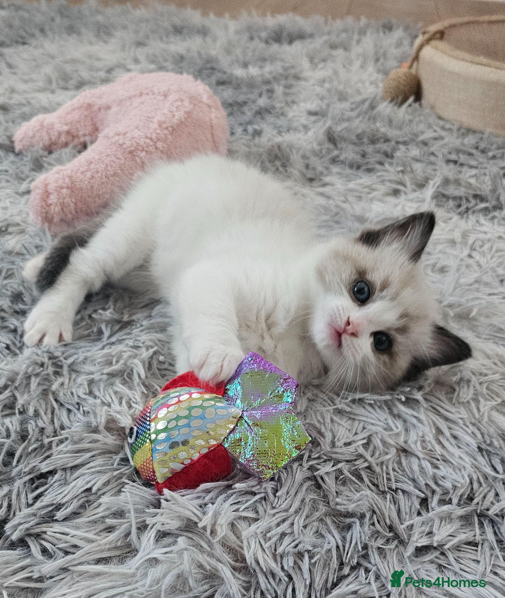 Ragdoll cats Ragdoll Tica Pedigree kittens - Advert 1