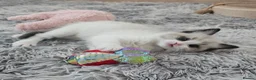Ragdoll cats for sale: Ragdoll Tica Pedigree kittens - Advert 12