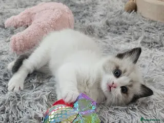 Ragdoll cats Ragdoll Tica Pedigree kittens - Advert 1