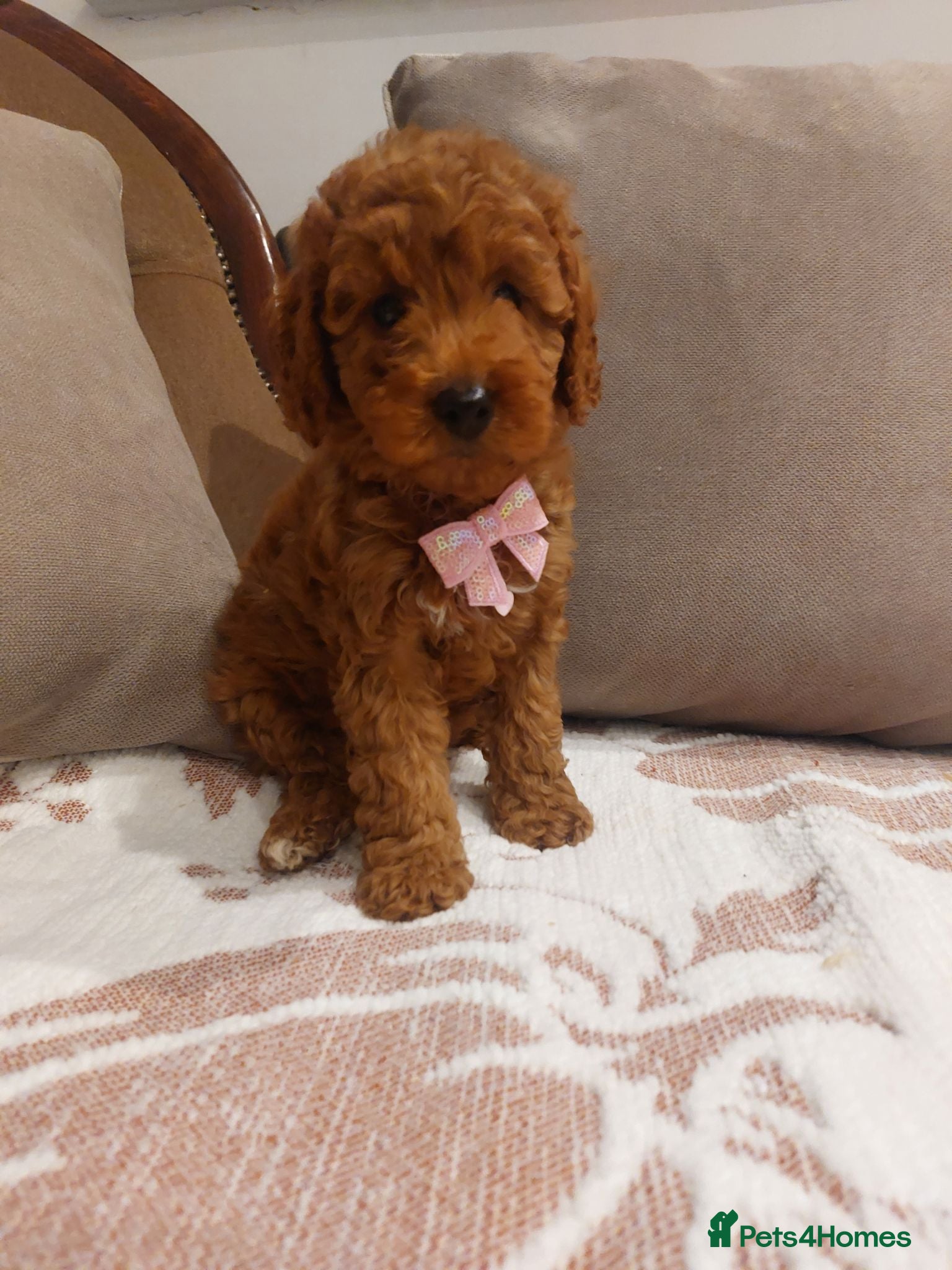 Cavapoo dogs Extensively Health Tested Fox Red Cavapoo puppies - Advert 2