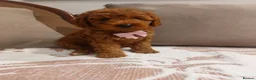 Cavapoo dogs for sale: Extensively Health Tested Fox Red Cavapoo puppies - Advert 6