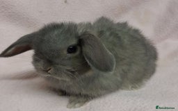 Mini Lop rabbits for sale: Mini Lops- vaccinated with new vaccine in Ashford - Image 7