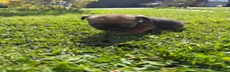 Border Terrier dogs for sale: Border terrior puppy’s  - Advert 3