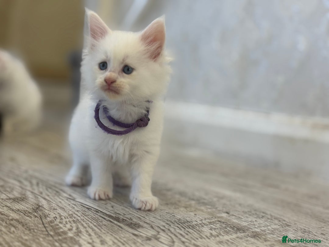 Maine Coon cats for sale: Mainecoon pure kittens  - Image 8