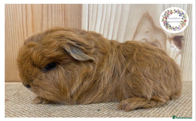 Guinea Pig rodents Swiss Guinea Pigs - Advert 14