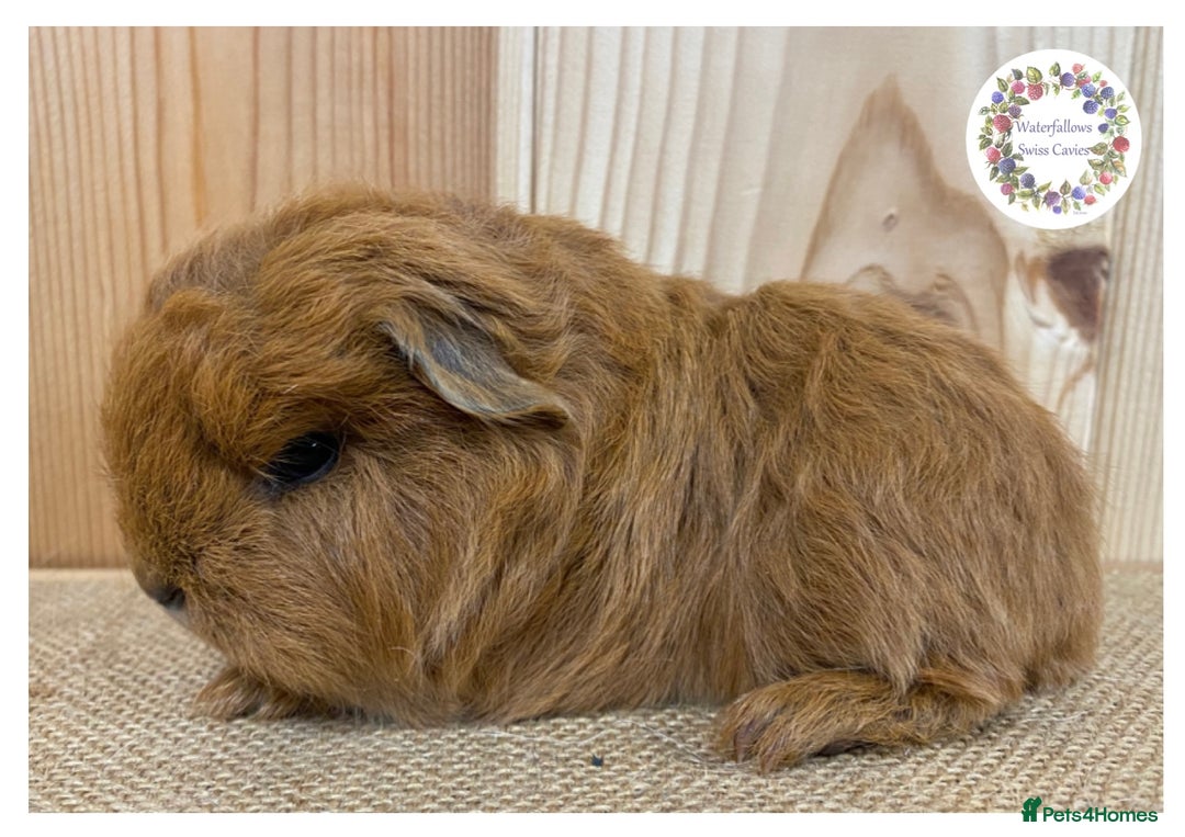 Guinea Pig rodents for sale: Swiss Guinea Pigs - Advert 1