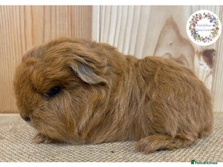 Guinea Pig rodents for sale: Swiss Guinea Pigs - Advert 1