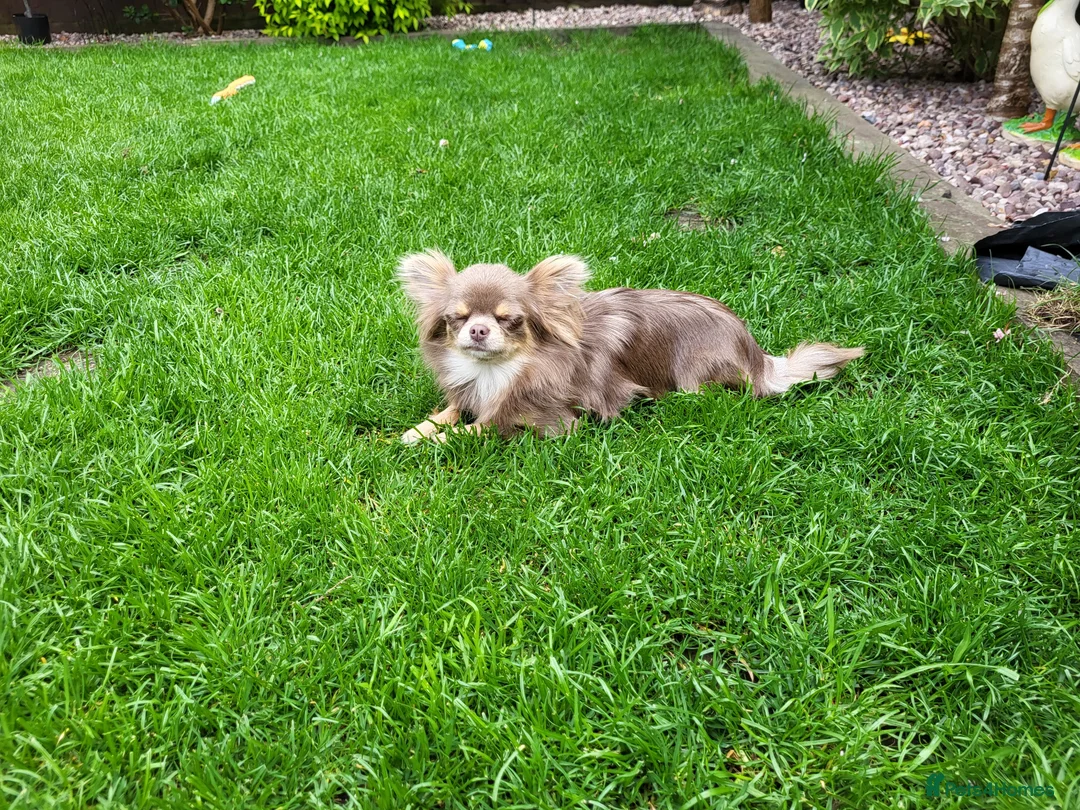 Chihuahua dogs for sale: 2 Gorgeous long coat female chihuahuas - Advert 7
