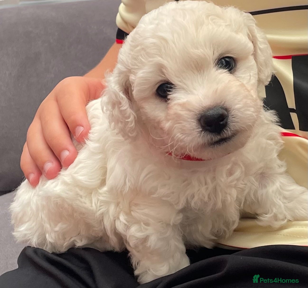 Bichon Frise dogs Bonnie - Advert 2