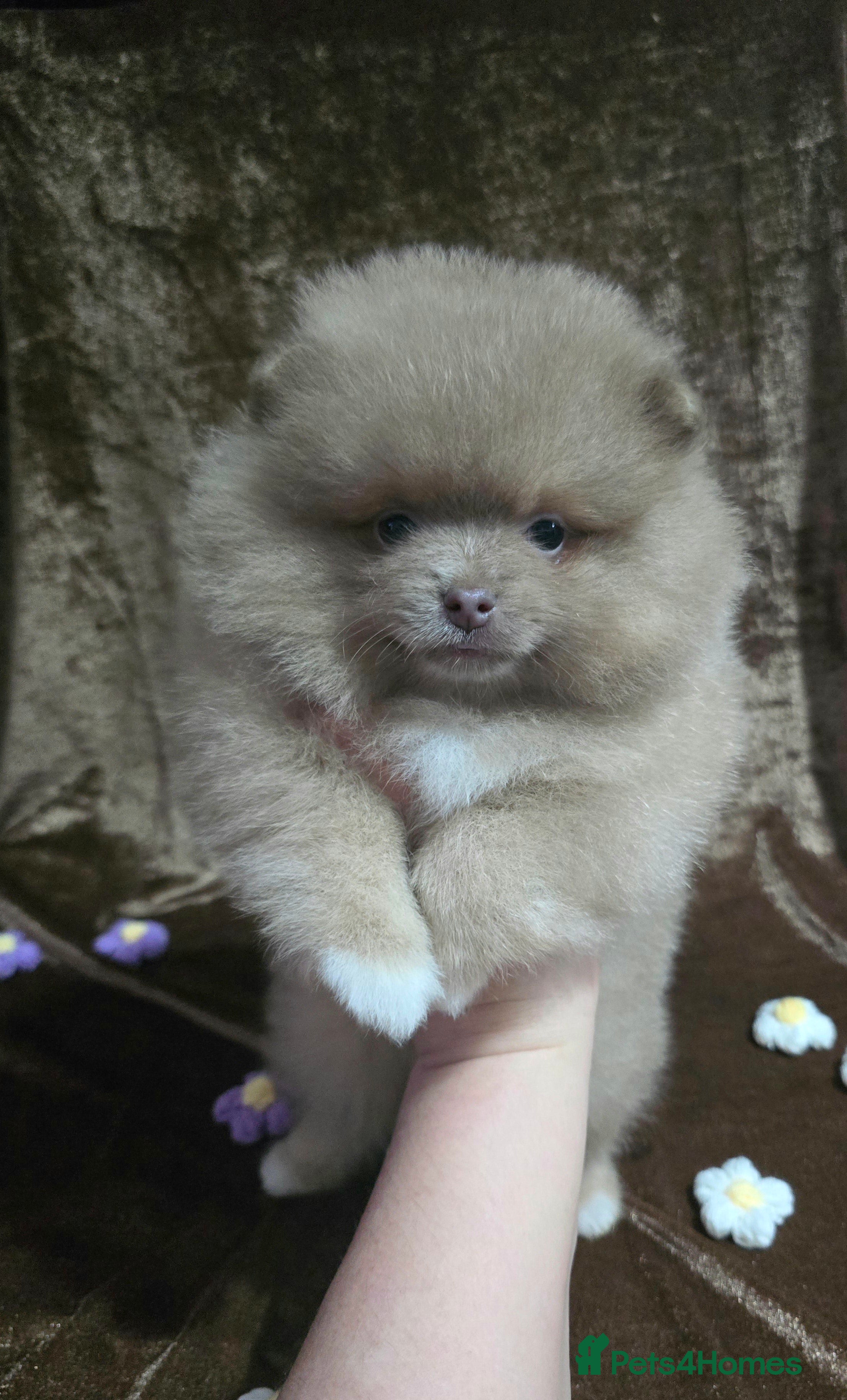 Pomeranian dogs Last 3 left! Lavender chocolate merle 💜💜 - Advert 4