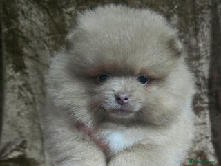 Pomeranian dogs Last 3 left! Lavender chocolate merle 💜💜 - Advert 4
