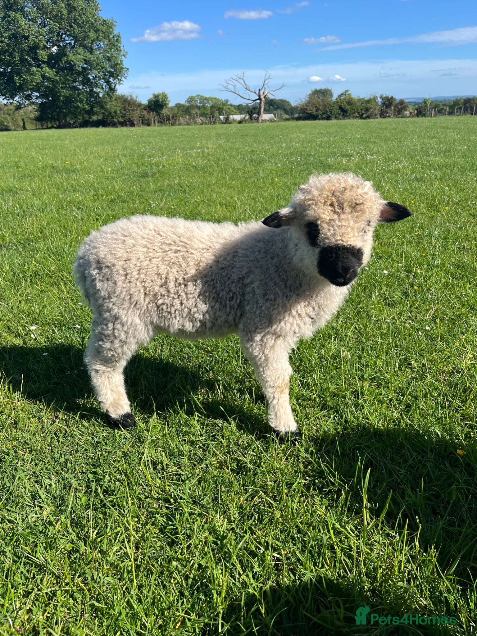 Sheep livestock for sale: Sheep Valais 3/4 Eric and Ernie Castrated boys - Advert 6