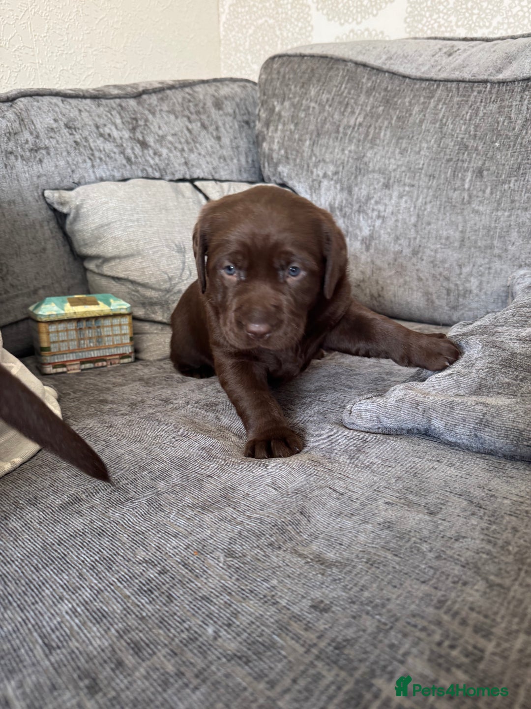 Labrador Retriever dogs for sale: Labradors Chunky chocolate x2 males  - Image 13