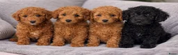 Doxiepoo dogs for sale: READY TO GO IN 4 DAYS!! Stunning F1b toy poodles  - Advert 4