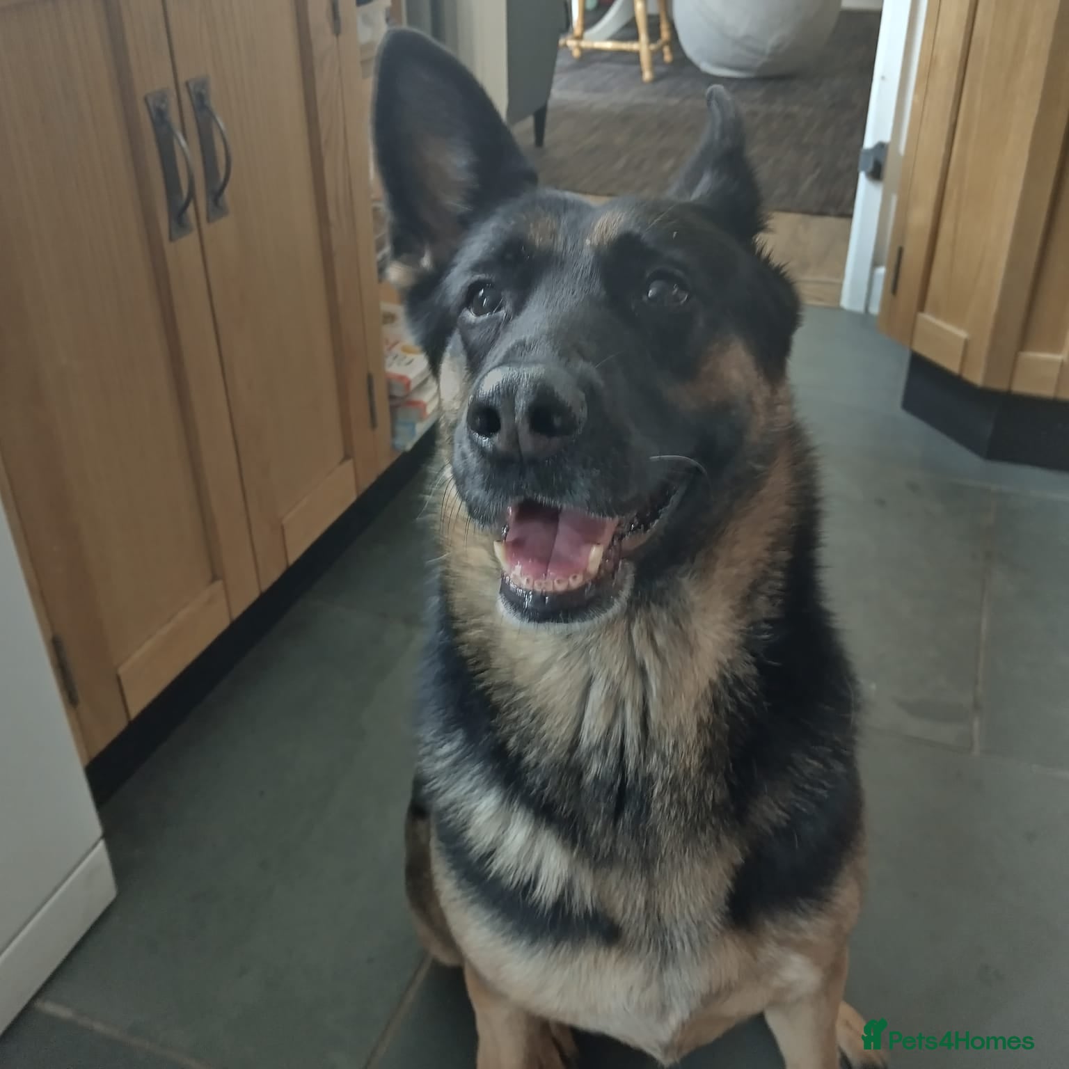 German Shepherd dogs Tocha - Advert 6