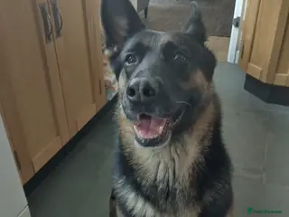 German Shepherd dogs Tocha - Advert 6