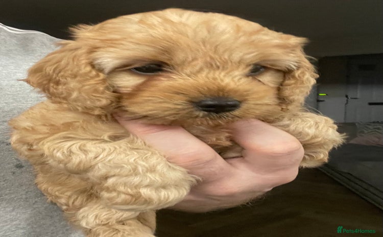 Cockapoo dogs - Advert 4