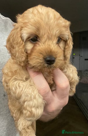 Cockapoo dogs - Advert 6