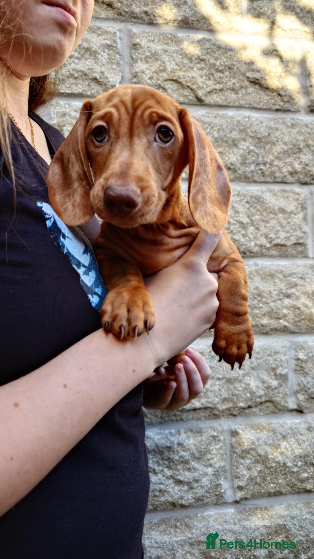 Miniature Dachshund dogs Beautiful Miniature Puppy Dachsung  - Advert 2