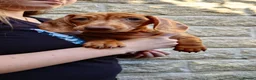 Miniature Dachshund dogs for sale: Beautiful Miniature Puppy Dachsung  - Advert 5