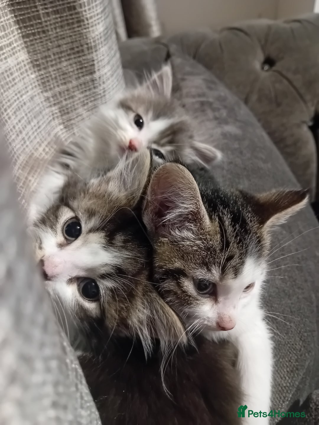 Mixed Breed cats for sale: Mixed breed kittens for sale £40 - Advert 6