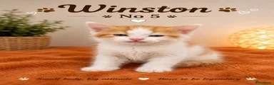 Mixed Breed Kitten 6
