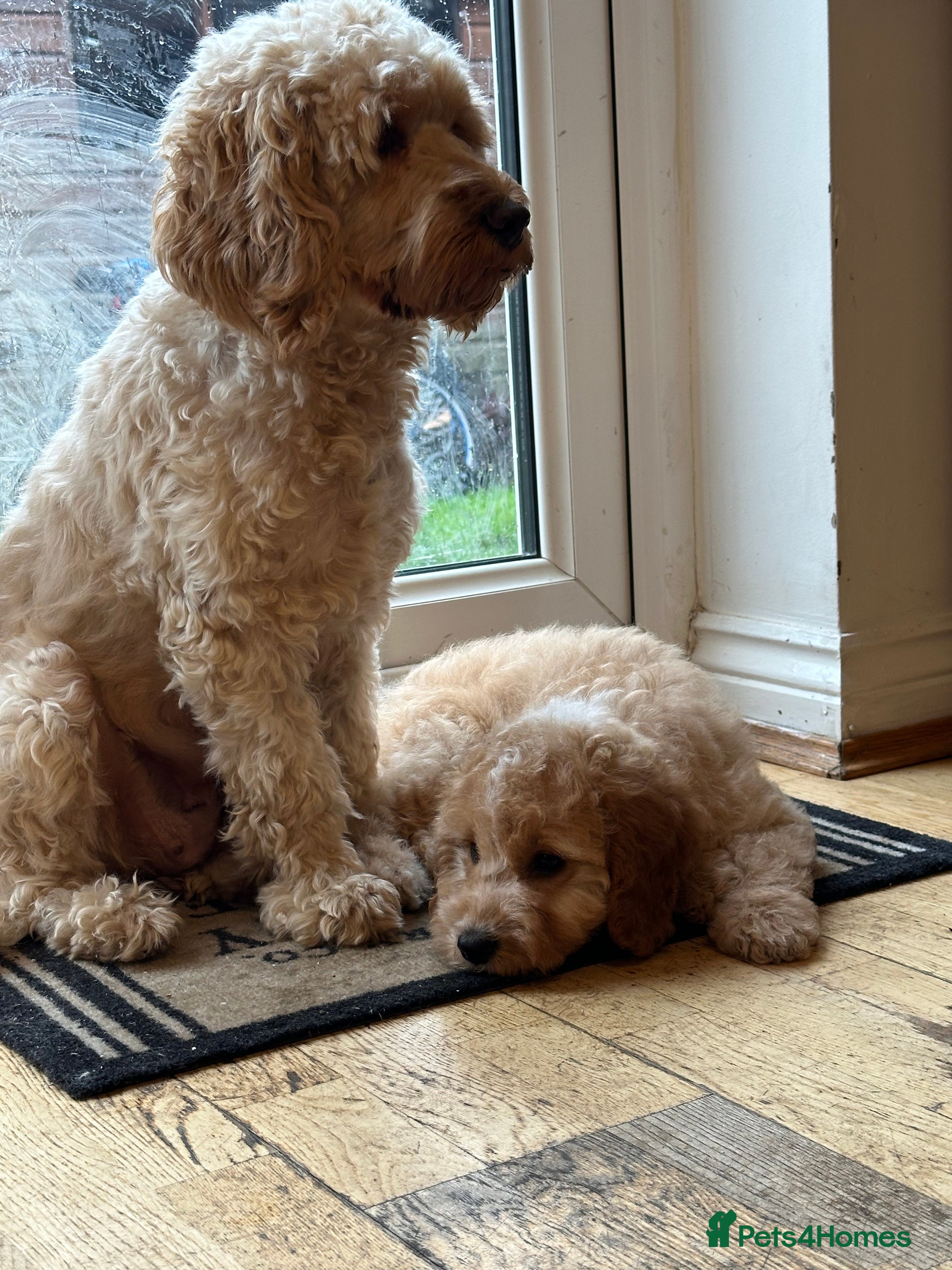 Cockapoo dogs Adorable Pappy Boy Bread Cockapoo F2 - Advert 16