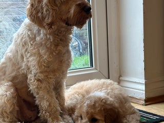 Cockapoo dogs Adorable Pappy Boy Bread Cockapoo F2 - Advert 1