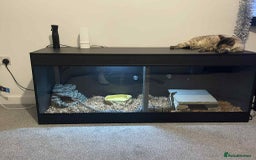 Python Snake reptiles for sale: Royal Python Three Years Old - Image 6